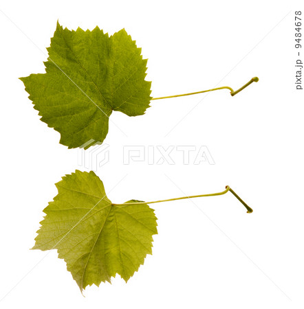 wine. one leaf - two sides 9484678
