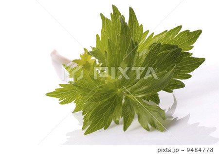 fresh herbs. lovage fresh herbs. lovage 9484778