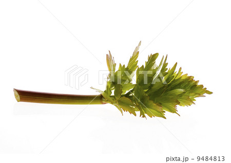fresh lovage fresh lovage 9484813
