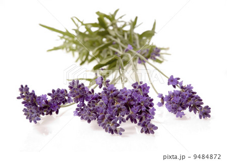 lavender 9484872
