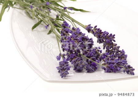 lavender lavender 9484873