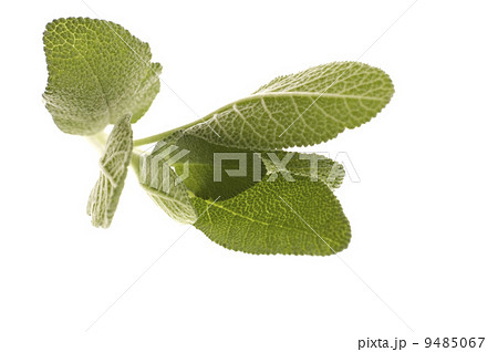 fresh sage 9485067
