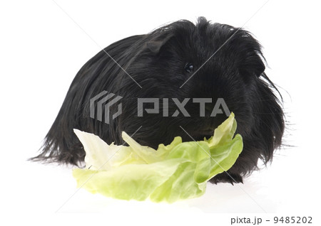 guinea pig isolated on the white background guinea pig isolated on the white background 9485202
