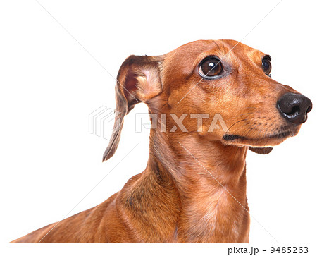 dachshund over white background 9485263
