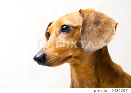 Dachshund dog 9485297