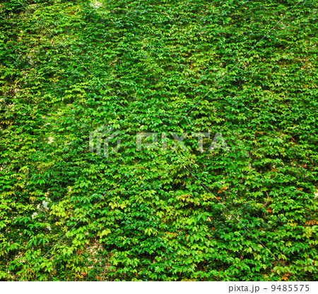 ivy green wall 9485575