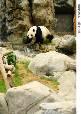 panda panda 9485600