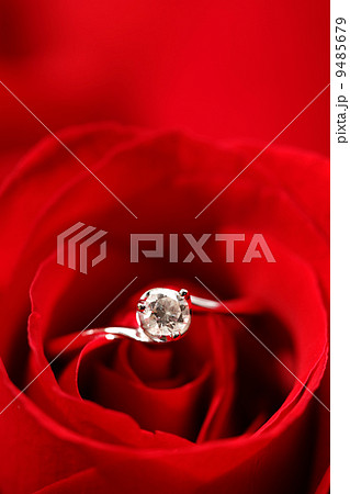 rose with ring 9485679