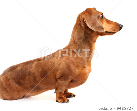dachshund dog 9485727