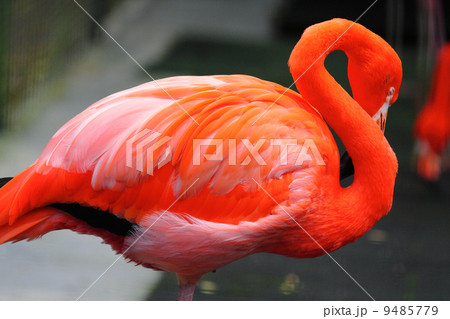 red flamingo red flamingo 9485779
