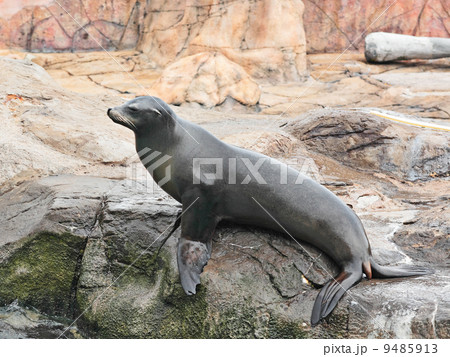 sea lion 9485913