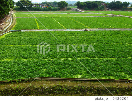 Farm field 9486204