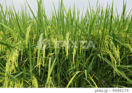 paddy rice field paddy rice field 9486274