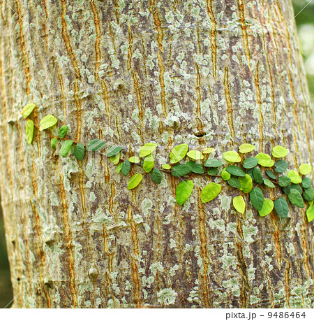 Ivy on tree bark 9486464