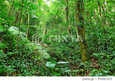 green forest 9486565