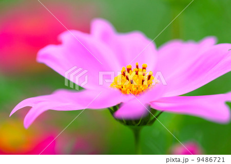 cosmos flower cosmos flower 9486721