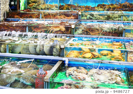 Seafood market fish tank in Hong Kong Seafood market fish tank in Hong Kong 9486727
