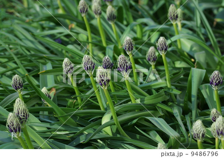 大蔓穂おおつるぼ シラー・ペルビアナと呼ばれています。 大蔓穂おおつるぼ シラー・ペルビアナと呼ばれています。 9486796