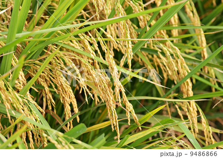 ripe paddy rice 9486866