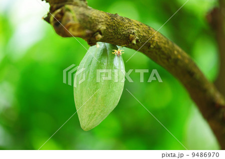 Cocoa pods 9486970