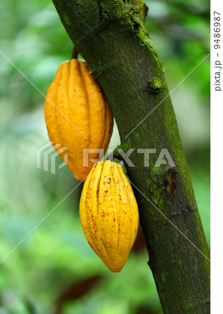 Cocoa pods 9486987