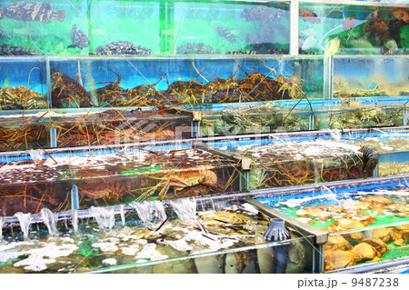 Seafood market fish tank in Hong Kong 9487238