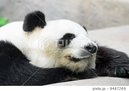Sleep Panda 9487269