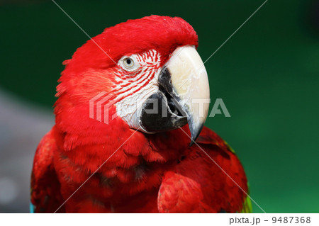 colorful red macaw 9487368