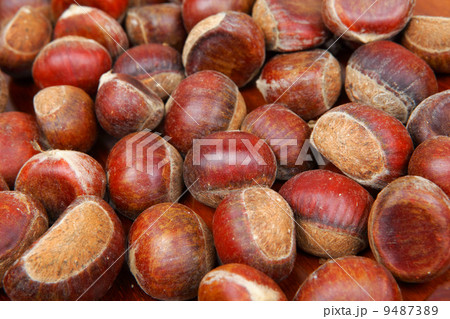chestnut chestnut 9487389