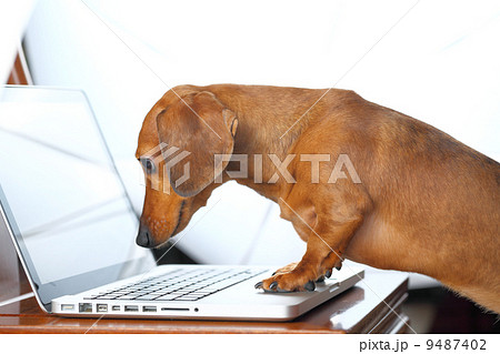 dog using computer dog using computer 9487402