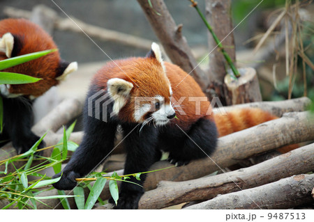 red panda 9487513