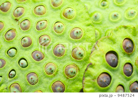 Lotus seed pod close up 9487524