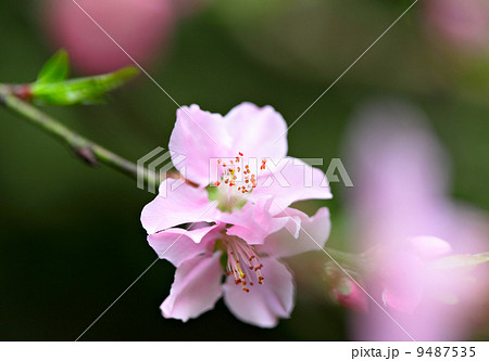 pink flowers blossoming 9487535