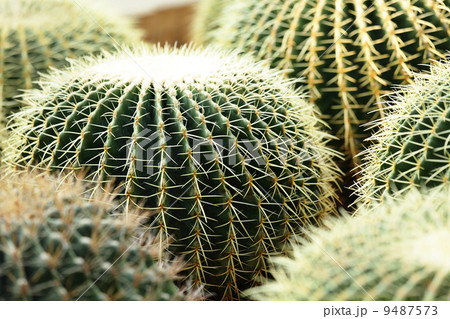 cactus 9487573