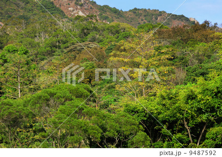green forest 9487592
