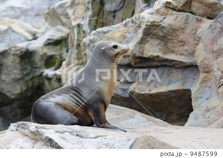 seal on rock 9487599