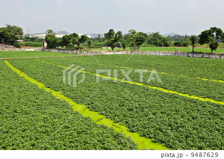 farm field 9487629