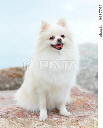 white pomeranian dog white pomeranian dog 9487767