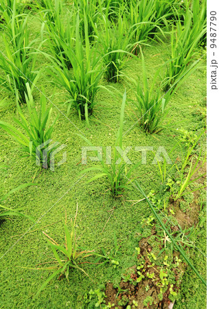 rice field rice field 9487790
