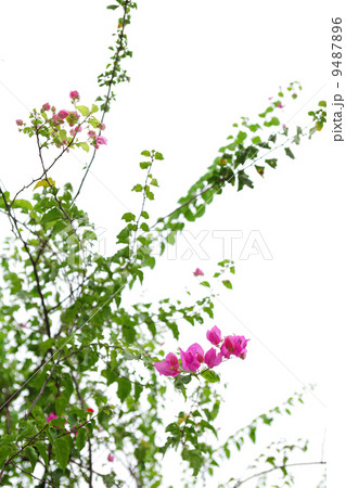 flower in spring time 9487896