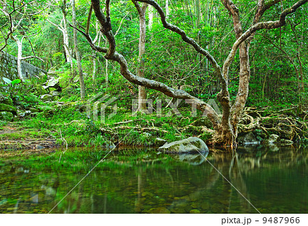 tree in water 9487966