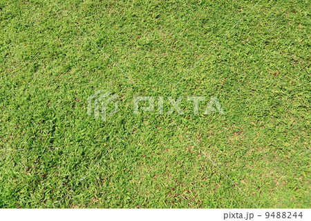 Green grass background 9488244