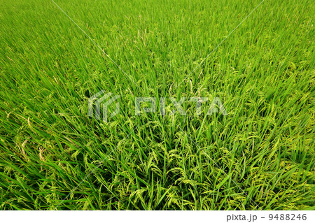 Paddy Rice 9488246