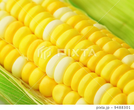corn 9488301