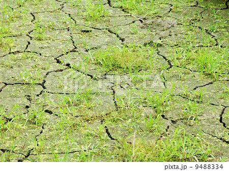Green grass on cracked earth 9488334