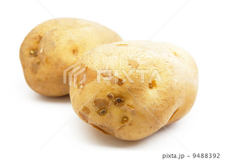 potato potato 9488392