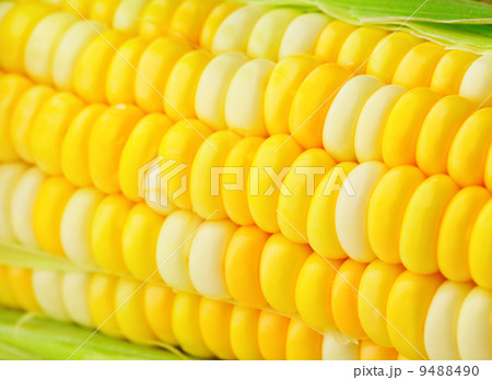 corn cobs 9488490
