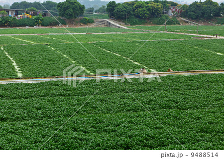 farm farm 9488514