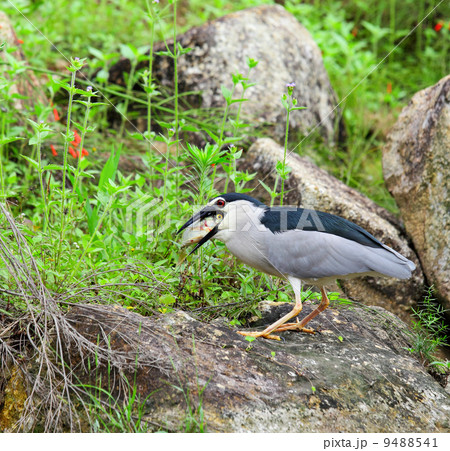 bird eating fish 9488541