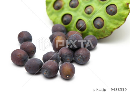 Fresh lotus seeds and pod Fresh lotus seeds and pod 9488559